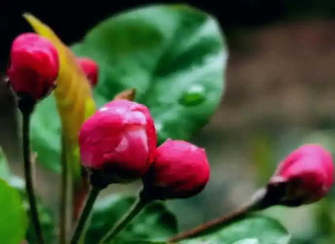 含苞欲放海棠花