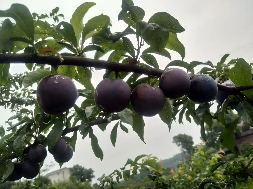 新品种李子脆脆红成熟上市,欢迎朋友们前来采摘订购,口感非常好 - 抖