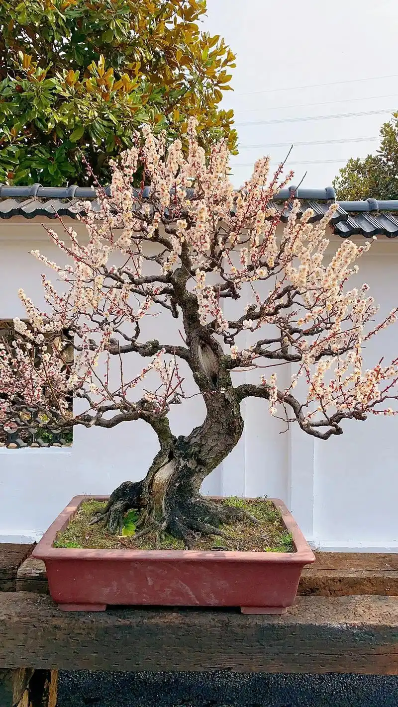 梅花老桩!#老桩盆景 #造型树 #梅花 - 抖音