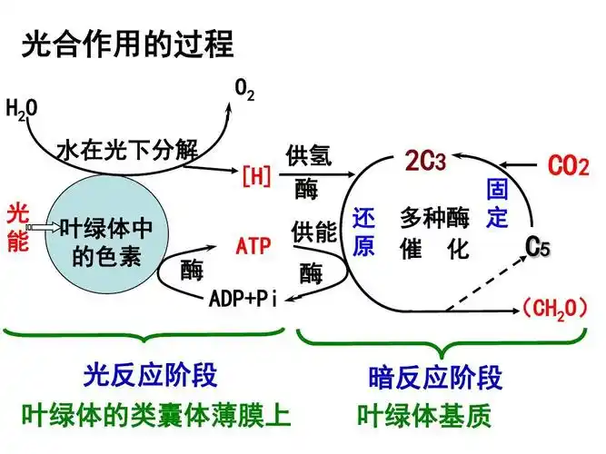 光合作用的过程 h 2o 水在光下分解 光 能 叶绿体中 的色素 o2 供氢