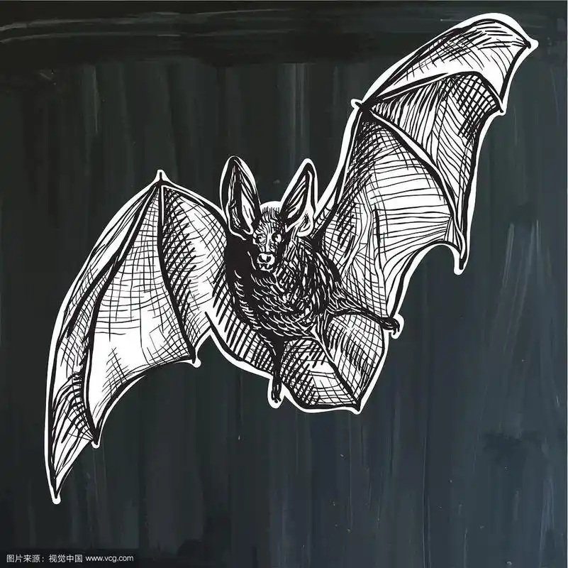 蝙蝠徒手素描
