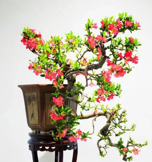 家庭盆景极品海棠树这么一打理高档大气开花量大色艳