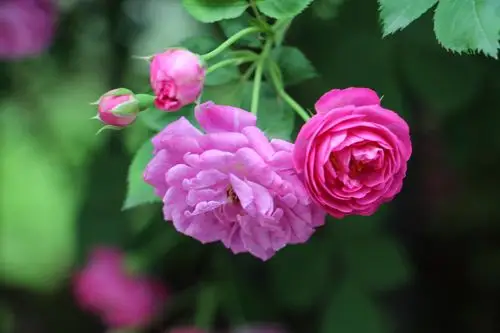 雨后的蔷薇花 - 美篇