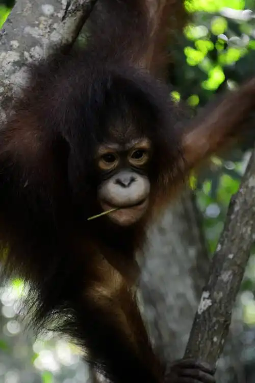 【初访大马】之十一 戏看红毛猴