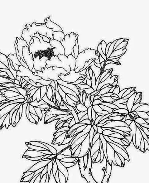 带色铅笔画牡丹花简笔画如何画牡丹简笔画手绘牡丹花简笔画图片大全