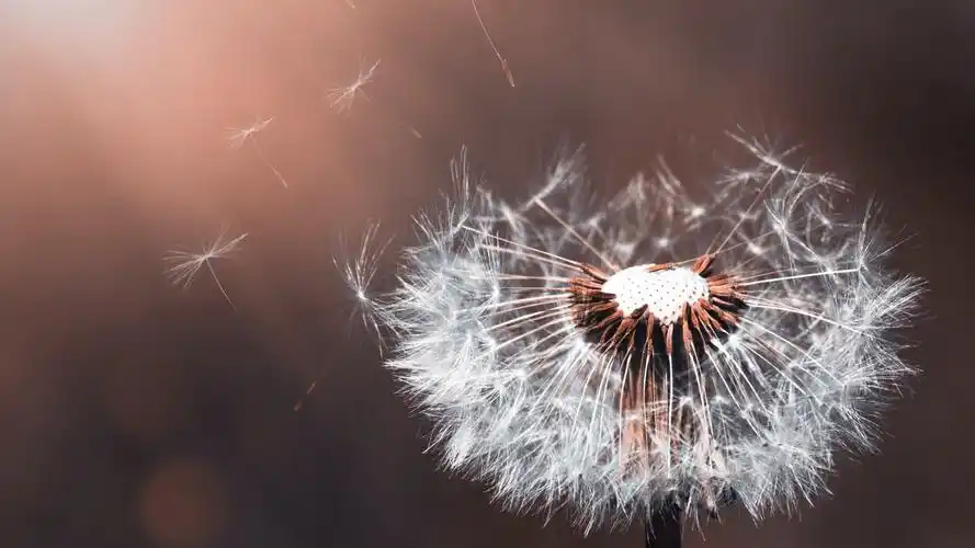 简约动态5k壁纸- 5k壁纸下载,主题高清壁纸,花朵动态壁纸下载,唯美mac