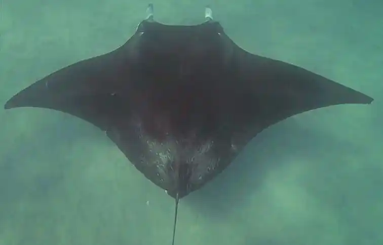 3米宽的魔鬼鱼被鱼钩钩住眼睛竟主动游向潜水员求助