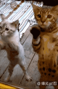 小猫咪图片大全_可爱猫咪gif动态图片_搞笑萌猫图_搞笑猫咪图片