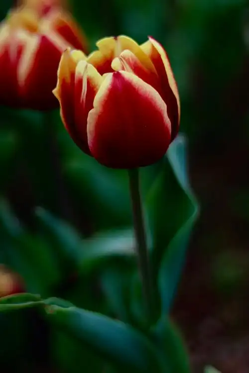 微距镜头下的郁金香花含苞待放