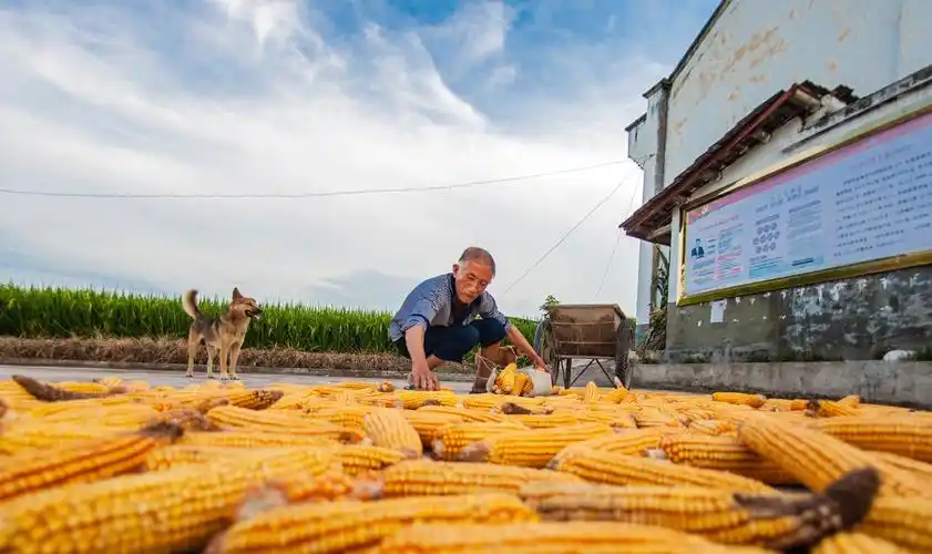 图为三合镇村民张大爷屋前小院嗮丰收的场景.