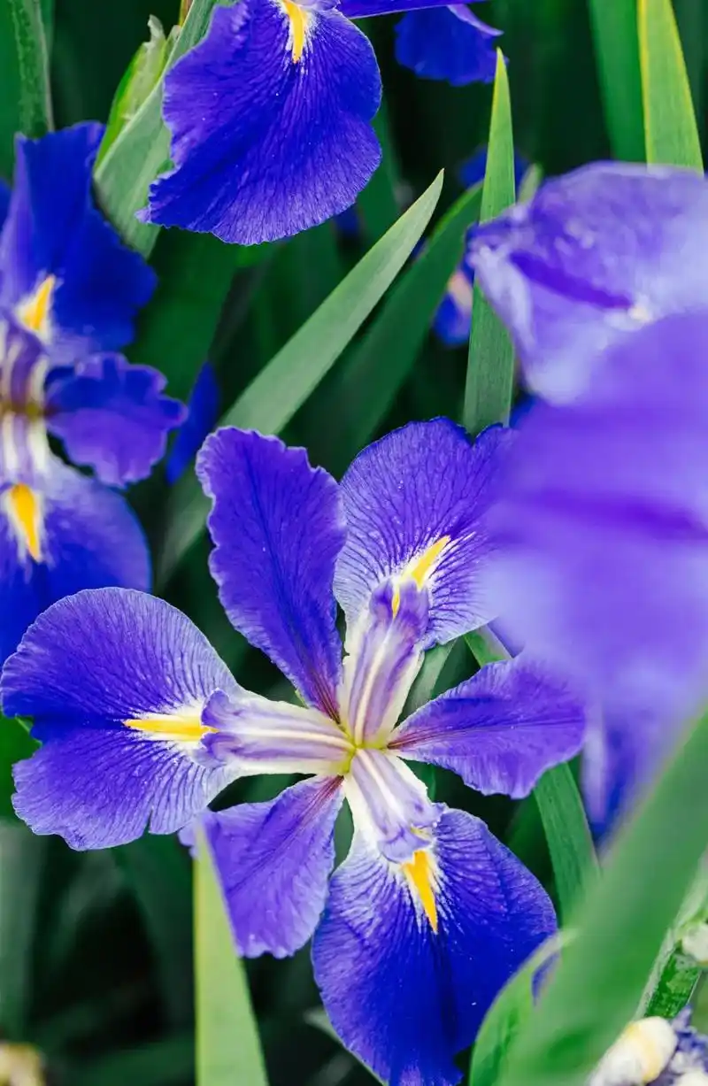 彩虹女神鸢尾迎来最佳观赏期