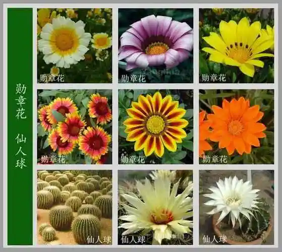 常见花的品种图片和花名(常见的花名字及图片 花语)