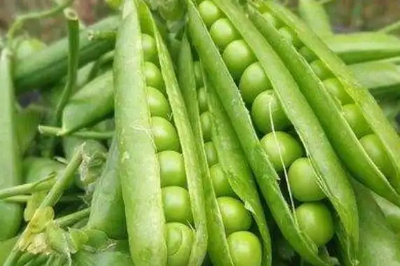 豌豆的营养价值与食用功效豌豆的营养成分