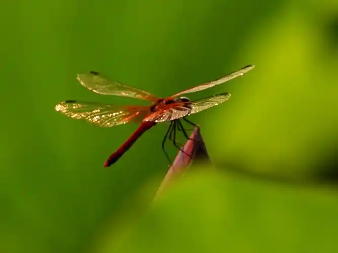 荷中的小蜻蜓 - 美篇