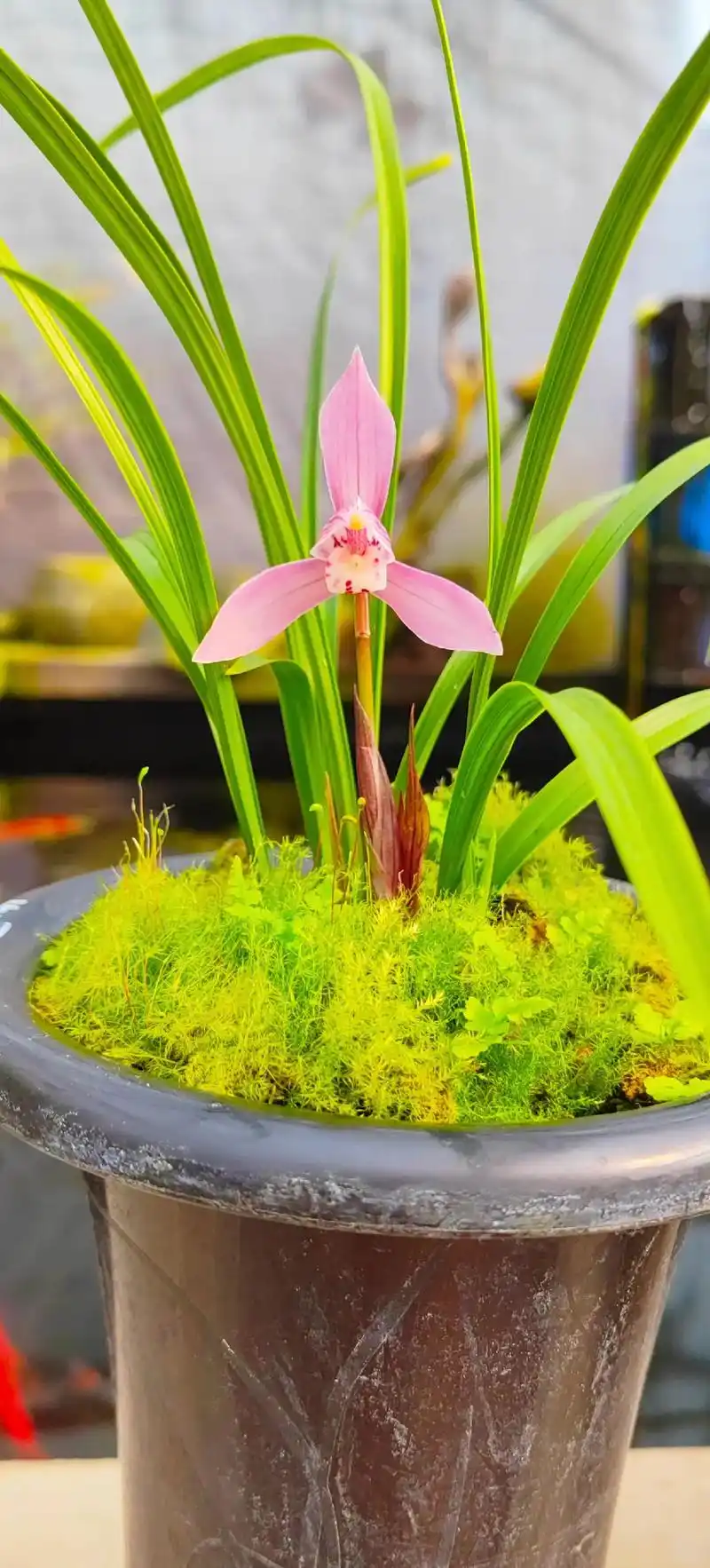 大美～胭脂扣!#精品兰花 #爱兰花爱生活 #兰花鉴赏 #春 - 抖音