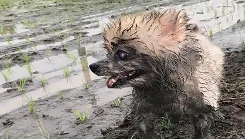 博美犬玩疯了,一头跳进坭坑里,铲屎官:这狗还能要嘛?