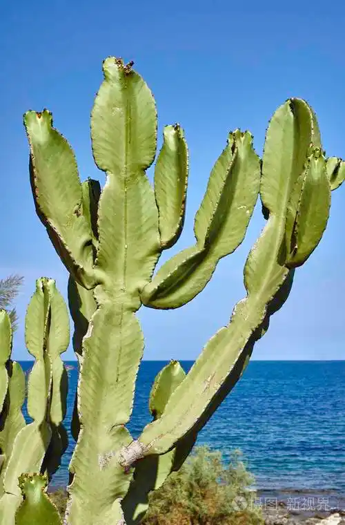 仙人掌生长在海面上