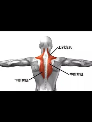 小仙女斜方肌视觉较大多数是因为长期伏案工作和不良体态导致,具体的