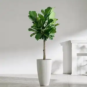 北欧大型单杆琴叶榕盆栽客厅室内绿色植物橡皮树大叶四季好养