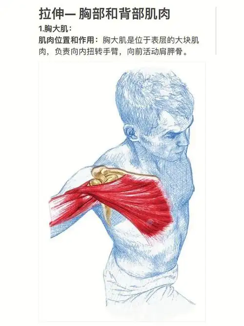 以及拉伸方式本期肌肉有:胸大肌,胸小肌,背阔肌和腰方肌#康复治疗师