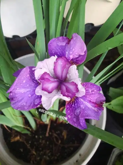 西伯利亚鸢尾心光这奇妙配色