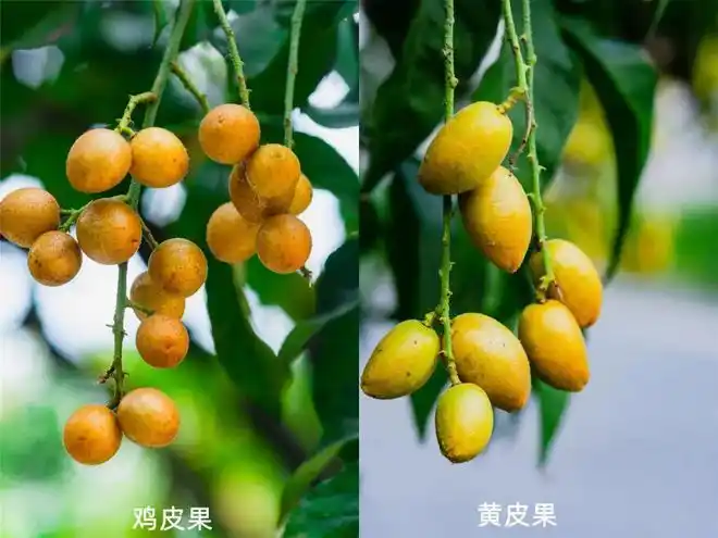 这13种水果因为名字被误解很多人摸不着头脑这次让你看个明白