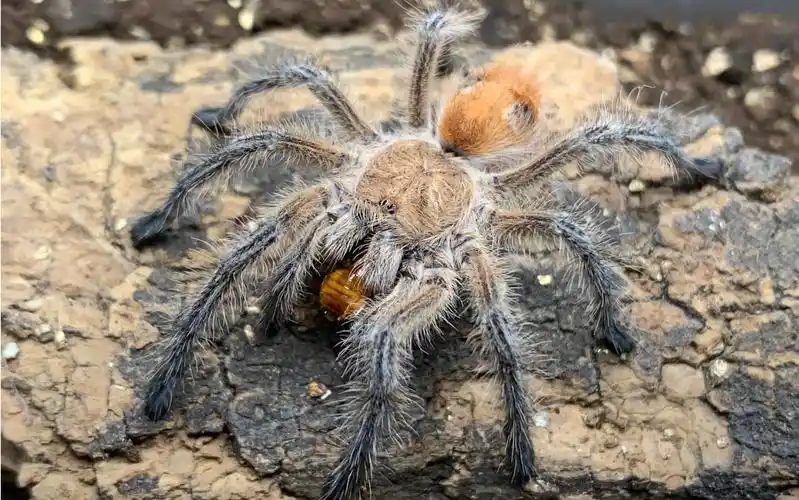 给家里的宠物小蜘蛛投喂合集