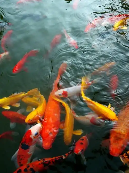 五彩鲤鱼!