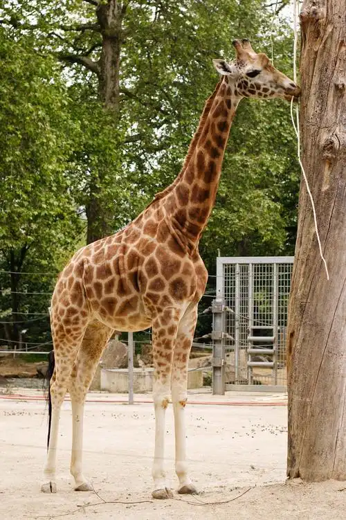 动物园里的长颈鹿,在动物园里的长颈鹿.大的野生动物