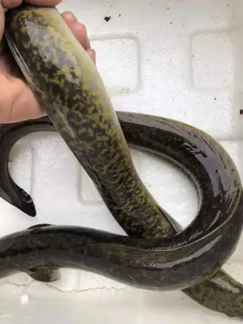 鱼花观赏观赏鱼鳗花鳗鱼活体花鳗苗鳗鳗凶猛鱼鱼