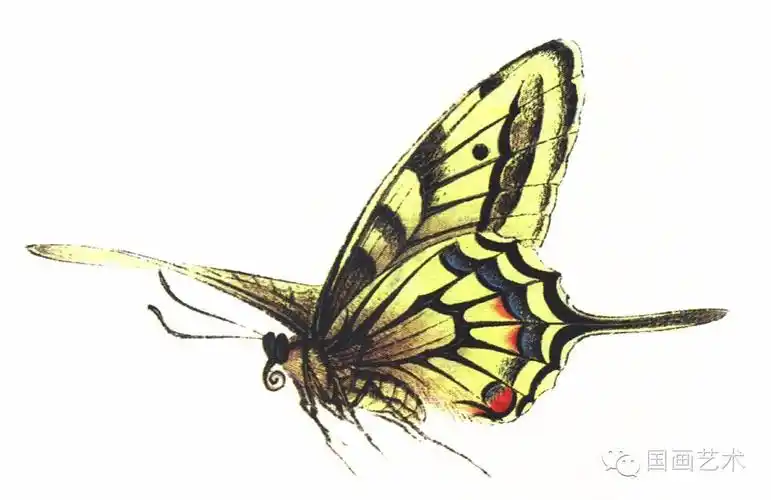 图文教程:工笔蝴蝶设色步骤示范 - 好网角收藏夹