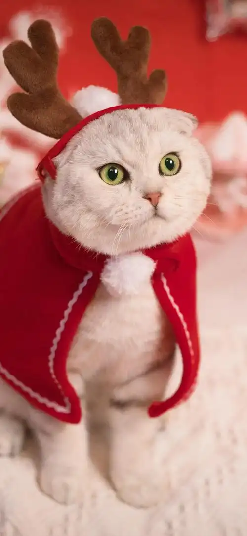 可爱喵星人圣诞节高清手机壁纸-动物-手机壁纸下载-美桌网