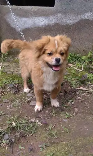 它爷爷是哈巴狗 它奶奶是中华田园犬 它老爸是小型田园犬 它老妈是