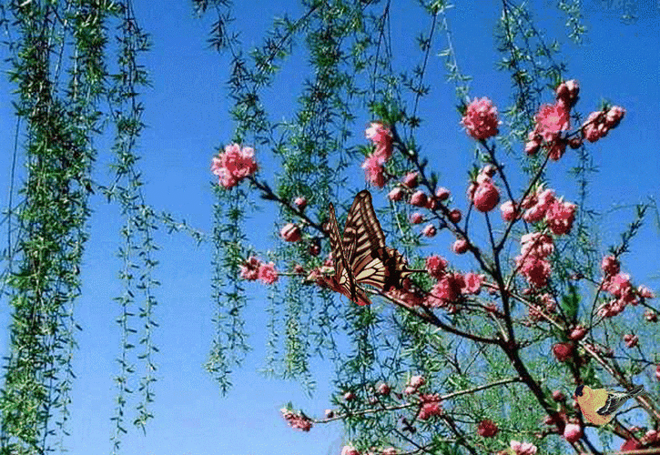 这里依山傍水,鸟语花香,远离城市喧嚣,是休闲宜居的好地方!