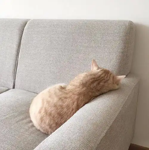 猫咪睡着后背影萌死了