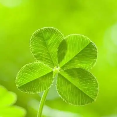 四叶草qq头像大全梦幻最美四叶草女生个性头像
