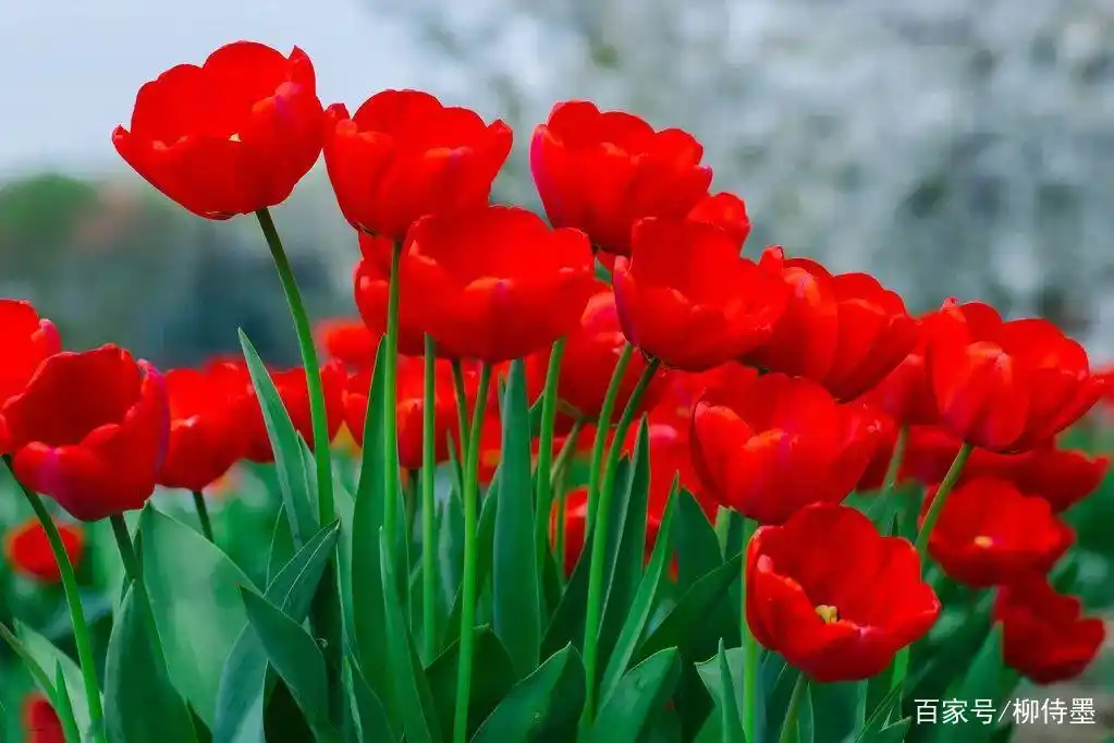 拍摄郁金香学习三个技巧,花朵照片很好看,摄影方法很简单