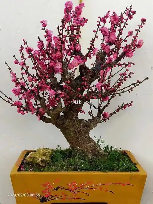 原生骨里红红梅