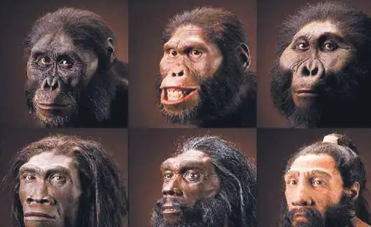 黑种人白种人与黄种人哪俩更为接近奠基人效应你该了解一下