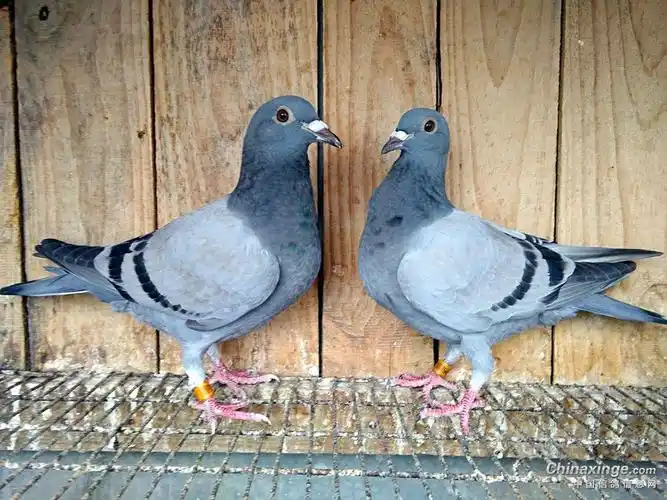 瓦灰鸽怎么分辨雌雄
