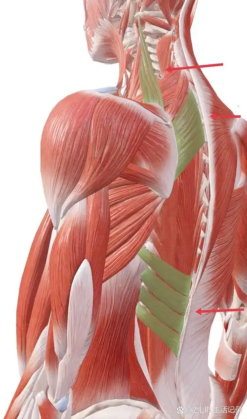 解剖笔记---肩胛提肌,菱形肌,后锯肌 肩胛提肌(lev at or scapulae)