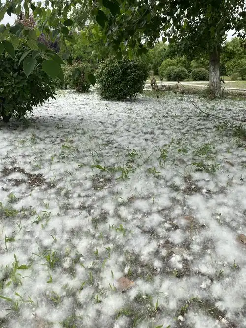 杨柳絮飘到月底