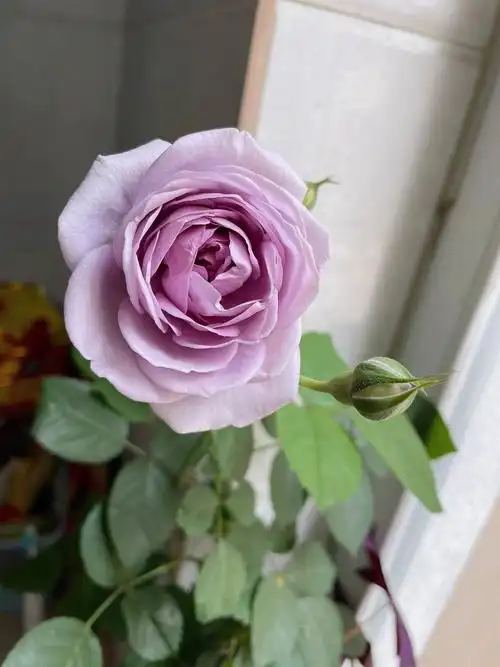 再不开花都以为养了颗公的玫瑰,这颜色没白等那么长时间.#蓝色风暴