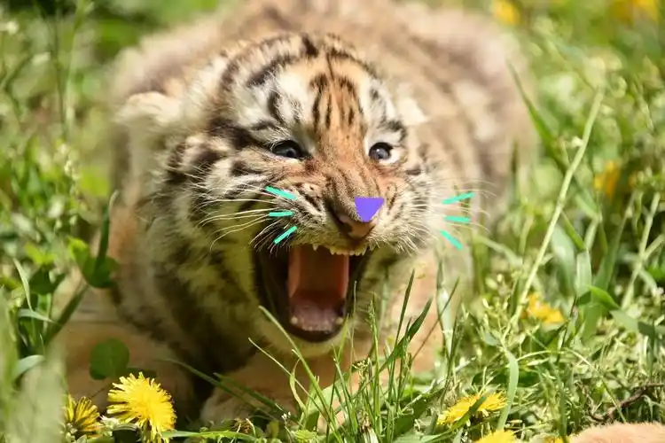 超级萌萌的小老虎