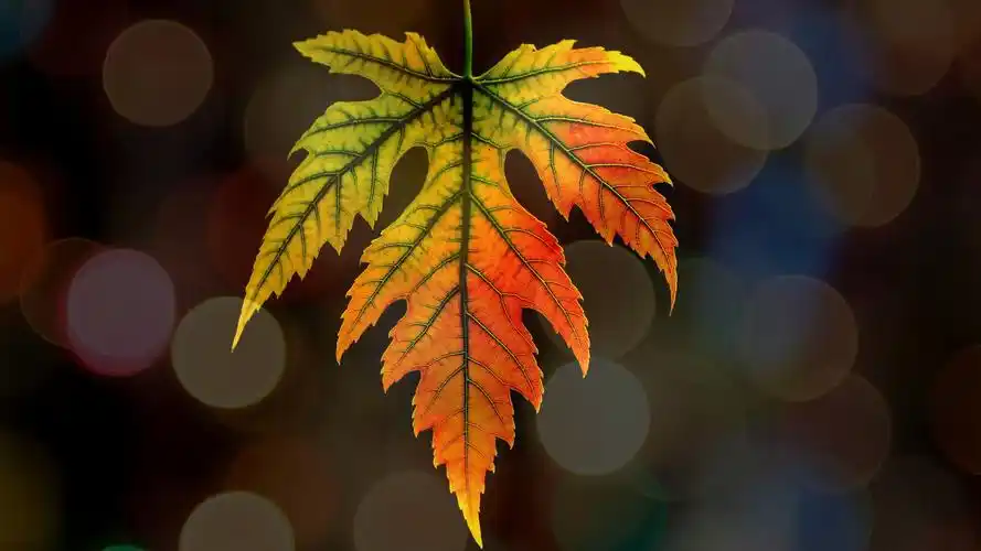 枫叶,背景虚化,秋天 壁纸 - 2560x1440 qhd高清