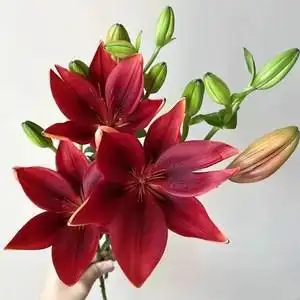 红宝石亚百合鲜花鲜切花红色水养客厅卧室家用办公室婚礼新鲜花卉