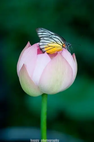 彩蝶翩翩醉荷花