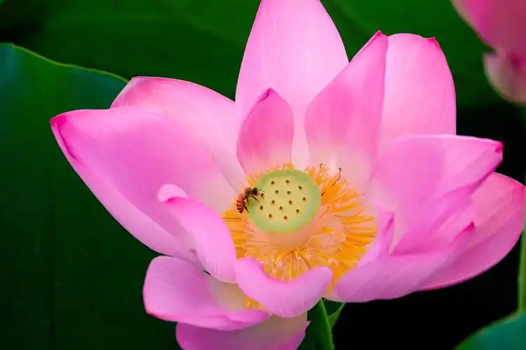 清新淡雅的荷花图片荷花莲花唯美植物