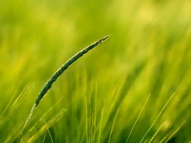 稻草,唯美,清新,绿色,护眼,植物,稻草壁纸图片