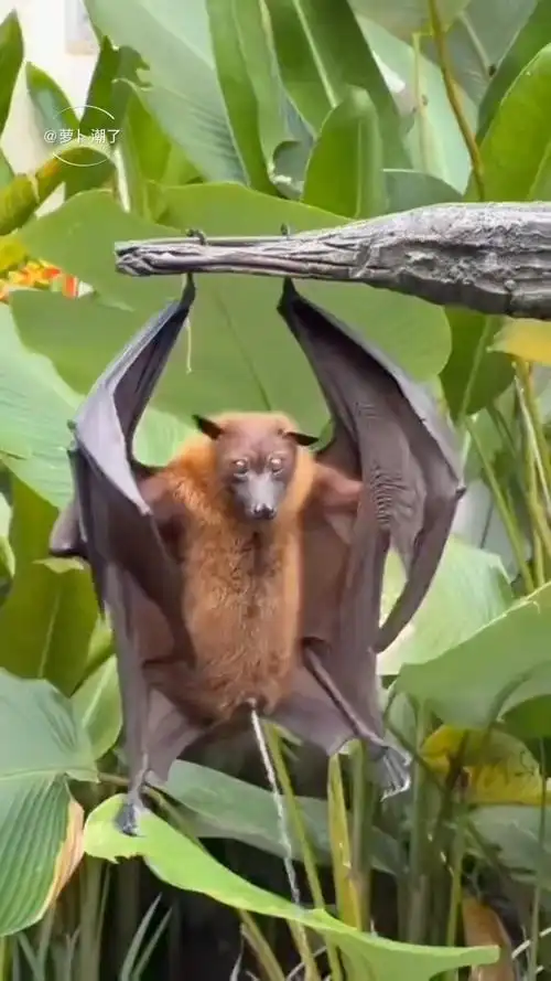 蝙蝠怎麼尿尿才不會尿到自己身上🧐